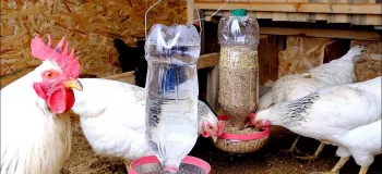 قبول داری این آبخوری و دانخوری برای مرغ و خروس خیلی کاربردی و به صرفه است ؟