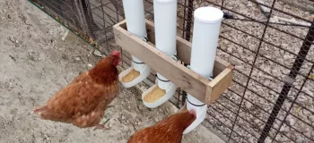 به راحتی با PVC برای دانخوری برای مرغ و جوجه بساز !