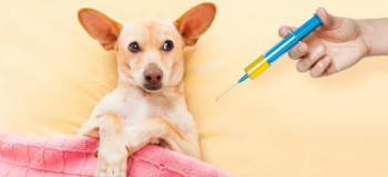 روشی جالب برای واکسن زدن به حیوانات!