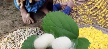 ابریشم اینگونه درست می شود !