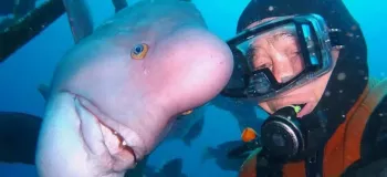 ماهی به این فضولی در اعماق اقیانوس دیده بودین ؟