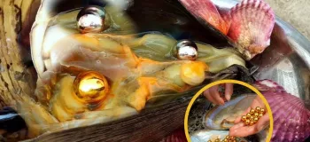 استخراج مروارید طلایی از صدف غول پیکر!