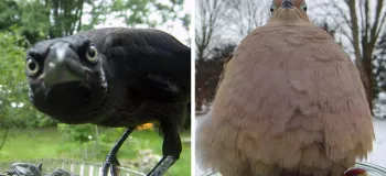 دوربین یک زن وقتی که او به پرنده ها غذا میدهد این تصاویر فوق العاده زیبا را شکار کرده است!