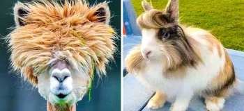 شیفته ی مدل موهای این حیوانات خواهید شد!