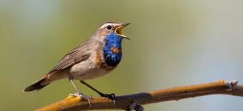 پرندگان آواز خواندن را چگونه یاد می‌گیرند؟