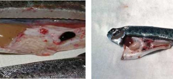 ویروس VHS علت مرگ ماهی ها ؛ از پیشگیری تا درمان این بیماری