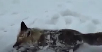 صحنه های عجیب از یخ زدن حیوانات در برف و کولاک ترکیه