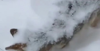 کلیپ روبایی که در حین راه رفتن یخ زده