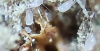 سیب نشسته زیر میکروسکوپ