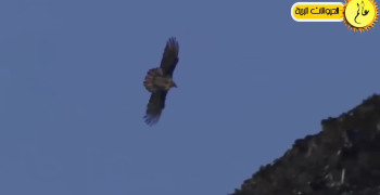 کلیپ لحظه حمله عقاب به حیوانات مختلف