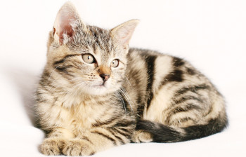 تشخیص و درمان سرطان لنفومی در گربه 