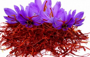 آیا زعفران باعث سقط جنین می شود ؟
