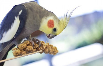 همه چیز درباره رژیم مواد تغذیه ای مورد علاقه عروس هلندی و پرورش آن