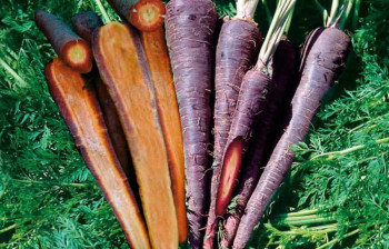 هویج سیاه چیست و چه خواصی دارد ؟