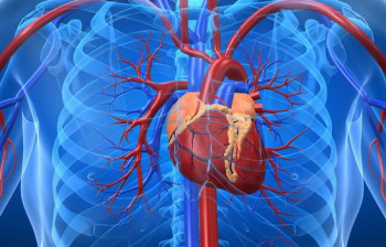 بزرگ شدن قلب چیست؟با علائم و دلایل بیماری بزرگی قلب آشنا هستید؟