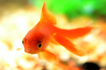 خواندنی های جدیدی در مورد ماهی قرمز یا گلدفیش که تا بحال نشنیده اید!