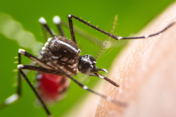 نقش حشرات و جوندگان در آلودگی مواد غذایی و انتقال بیماریها