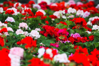معرفی ۲۷ گل و گیاه آفتاب دوست مناسب فصل تابستان و مکان های گرم