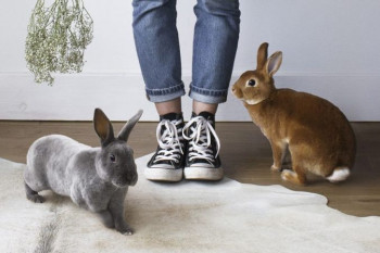 سوالات رایج درباره نگهداری از خرگوش | نحوه نگهداری و تغذیه خرگوش
