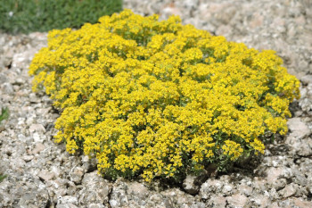 خواص گیاه دارویی قدومه