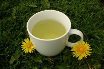  خواص چای قاصدک + طرز تهیه دمنوش گل و ریشه قاصدک 