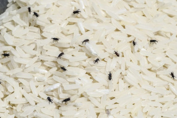 از بین بردن شپشک برنج 