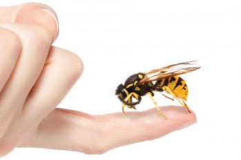 خواص درمانی نیش زنبور چیست؟ 