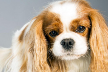 بیماری ویروس پاورا سلامت جانی سگ را به خطر می اندازد