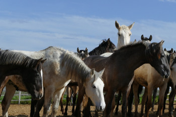 درمان بیماری های انگلی در اسب