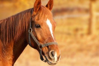 عوارض ناشی از بیماری انگلی در اسبها