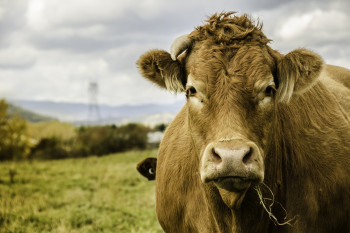چه دلایلی باعث برگشتگی شیردان گاو می شود؟