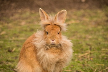 کنه ها باعث عفونت گوش خرگوش می شوند