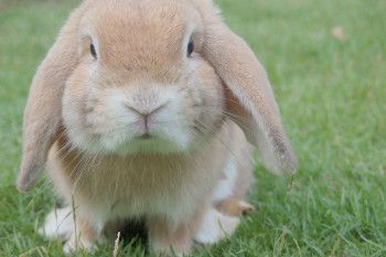 میخچه در کف پای خرگوش خانگی یکی از رایج ترین بیماری های خرگوش است