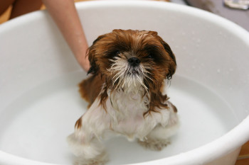 چرا سگ را باید حمام دهیم؟
