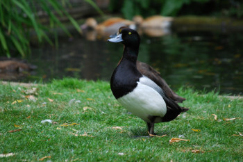 مشخصات کامل اردک سر سیاه 