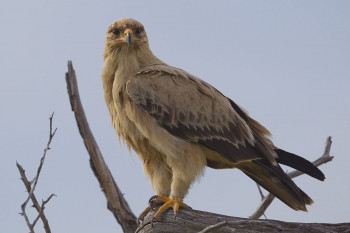 عقاب خاکی منقاری بزرگ و بال هایی نسبتا پهن دارد.