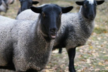 گوسفند رومانوف: طرح توجیهی پرورش گوسفند رومانوف