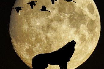 آنچه که تا به حال در مورد گرگها نمیدانستید 