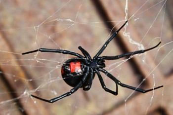 اطلاعات کامل از عنکبوت قاتل یا بیوه سیاه