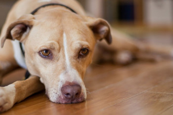 بیماری عفونی در سگ سانان به نام هپاتیت (ICH)