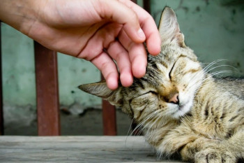 چرا نباید بگذاریم حیوان خانگی مار لیس بزند، چرا نوازش کردن گربه گاهی اوقات باعث مرگ انسان میشود