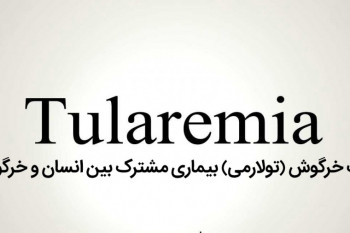 تب خرگوش (تولارمی) بیماری مشترک بین انسان و خرگوش