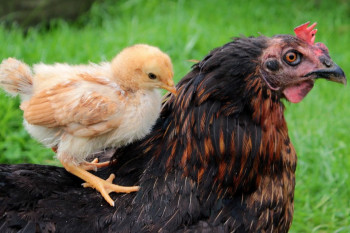 هر آنچه که باید در مورد مرغ کپ(کرچ) و مراقبتهای آن بدانید