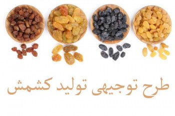 آشنایی با طرح توجیهی تولید کشمش و صادراتش