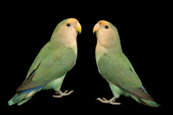 ۱۲ راه ساده و آسان برای تشخیص کوتوله برزیلی سالم