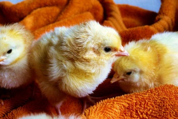 ۷ بیماری جوجه مرغ ها که باعث مرگ و مریضی می شود + پیشگیری و درمان