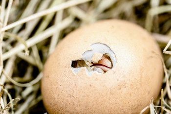 ۴۵ پرسش و پاسخ کلیدی در مورد نگهداری جوجه مرغ