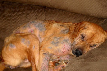 علائم، پیشگیری و درمان سریع شپش، جرب و کنه در سگ
