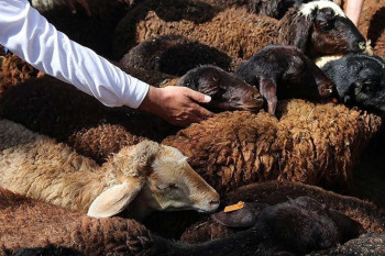 دعای هنگام ذبح کردن و آداب ذبح گوسفند در عید قربان