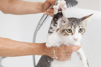 چرا گربه از آب متنفر است؟ دلایل قانع کننده برای حمام ندادن گربه!